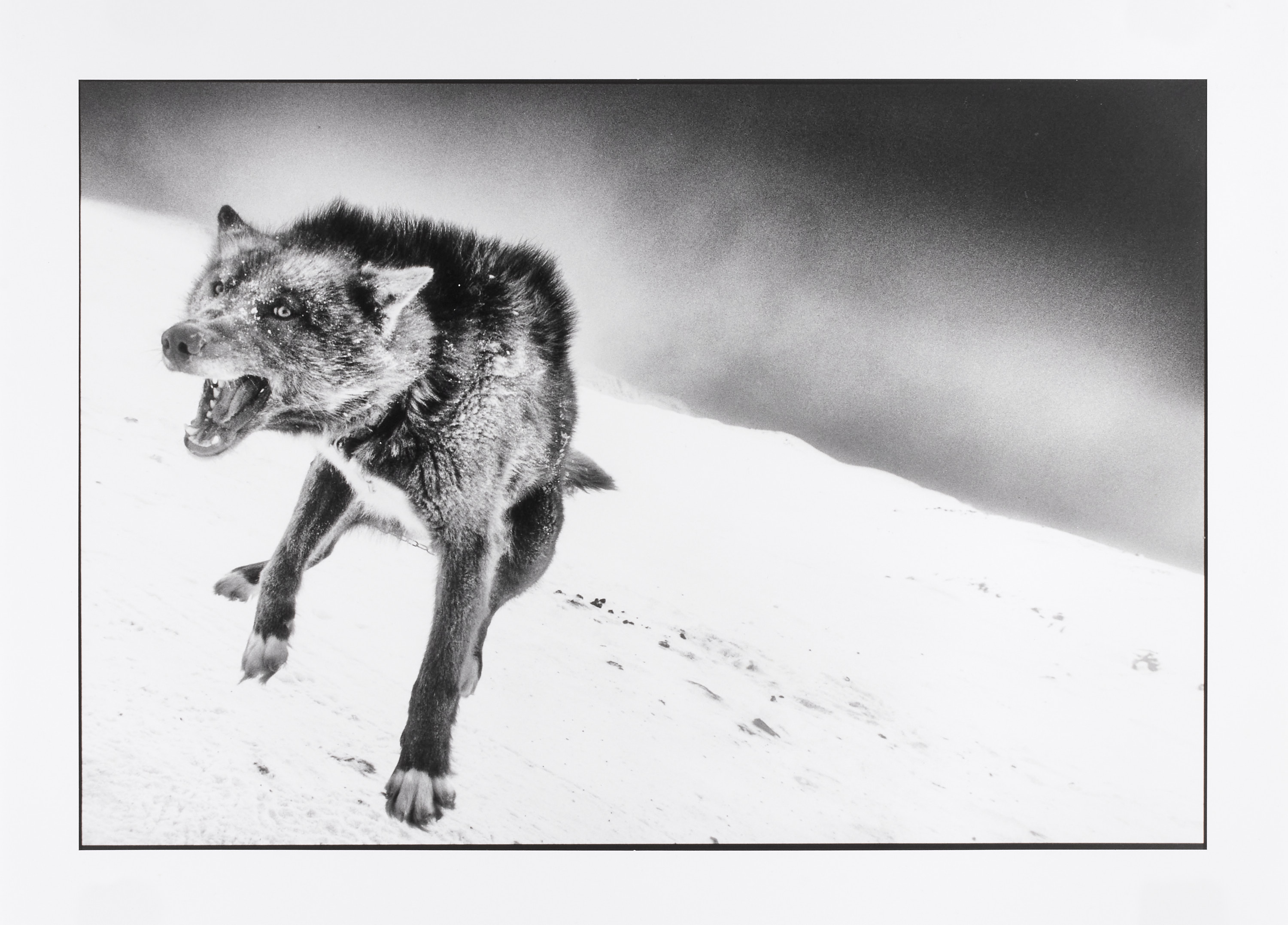 RAGNAR AXELSSON (*1958) - Wolf, Greenland 2017