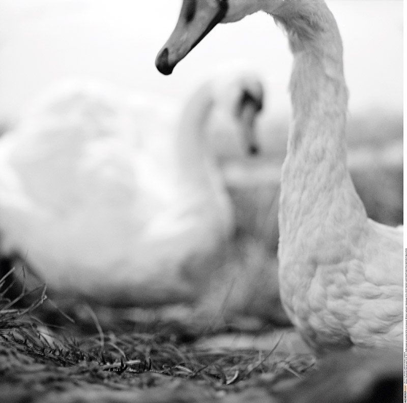 Andrei Liankevich (* 1981), Untitled (from the series ›fake animals‹)