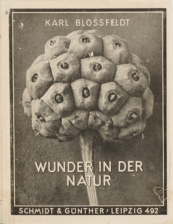 KARL BLOSSFELDT (1865–1932) ‘Wunder in der Natur’ Bild-Dokumente schöner Pflanzenformen, Leipzig: Pantheon (Schmidt u. Günther), 1942 KARL BLOSSFELDT (1865–1932) ‘Wunder in der Natur’ Bild-Dokumente schöner Pflanzenformen, Leipzig: Pantheon (Schmidt u. Günther), 1942