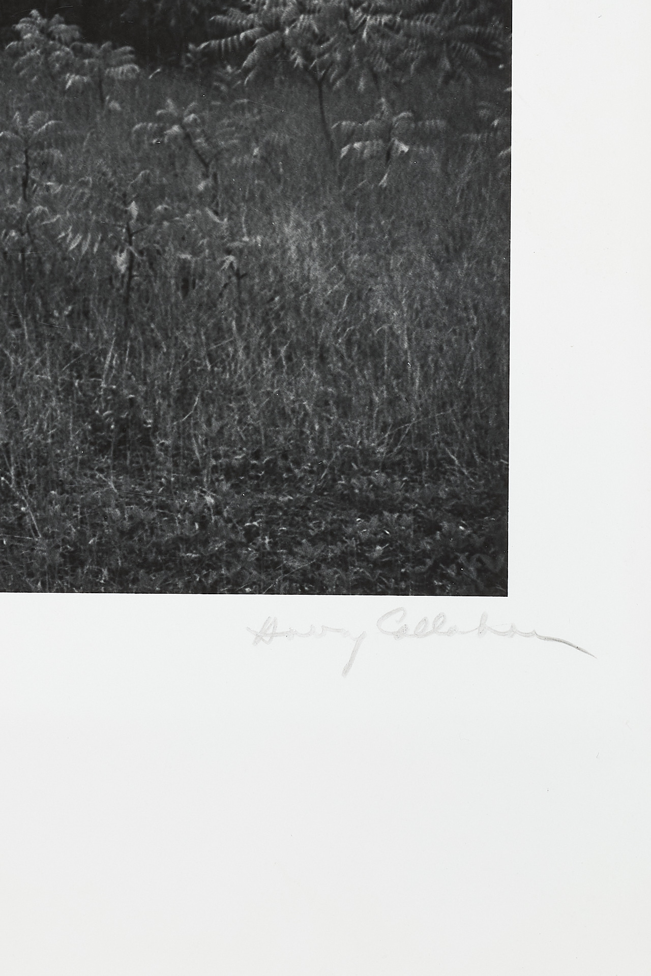 HARRY CALLAHAN (1912–1999) - Eleanor, Port Huron, Michigan c.1954