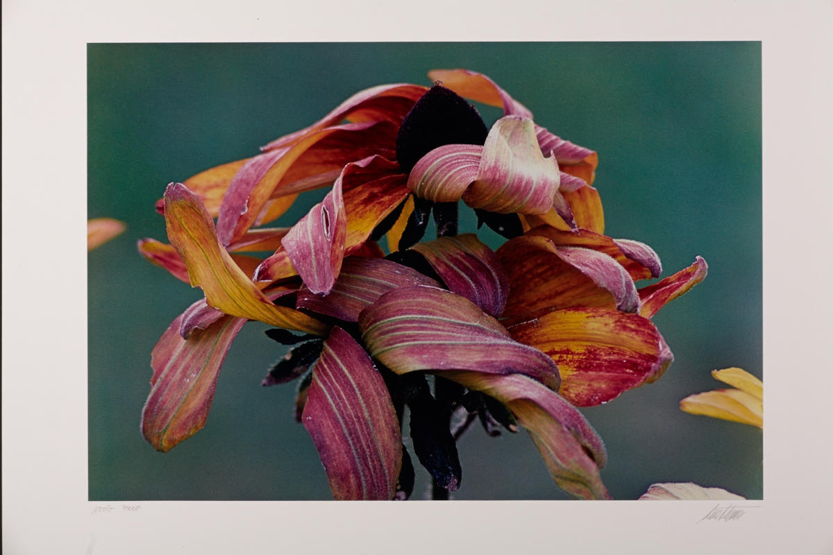ERNST HAAS (1921–1986) ‘Black-Eyed Susans’, 1984