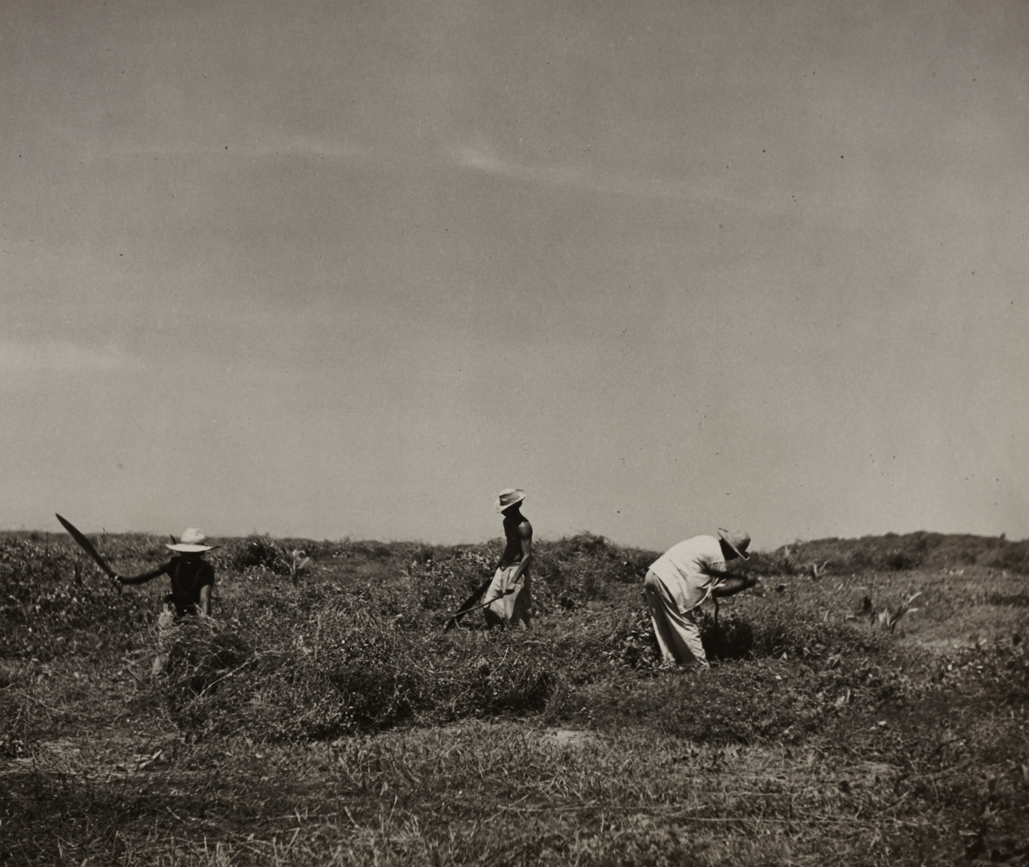 MANUEL ÁLVAREZ BRAVO (1902–2002) Untitled (Paesants harvesting), 1960s MANUEL ÁLVAREZ BRAVO (1902–2002) Untitled (Paesants harvesting), 1960s