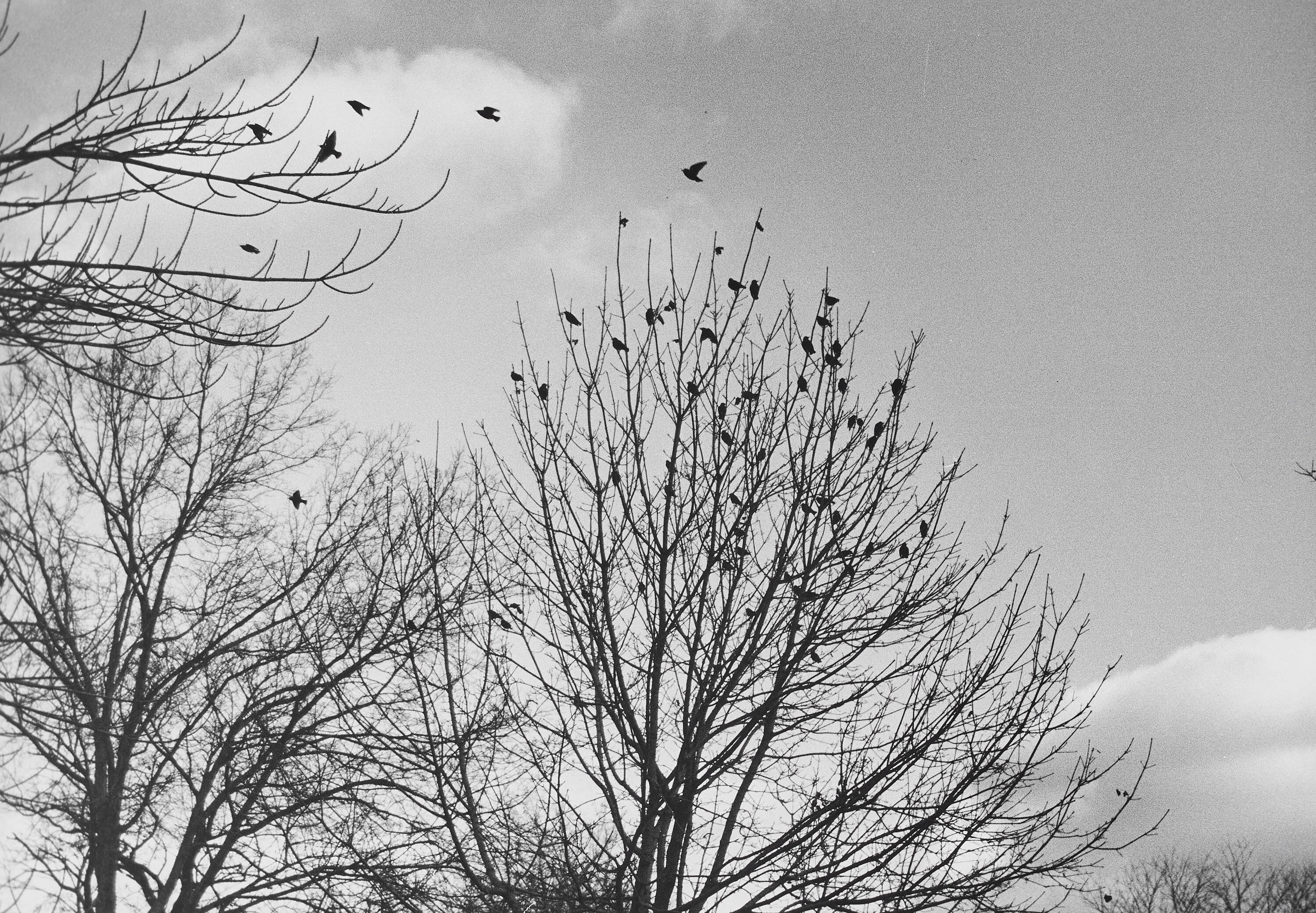 ANDRÉ KERTÉSZ (1894–1985) - Winter in Central Park, NYC 1978