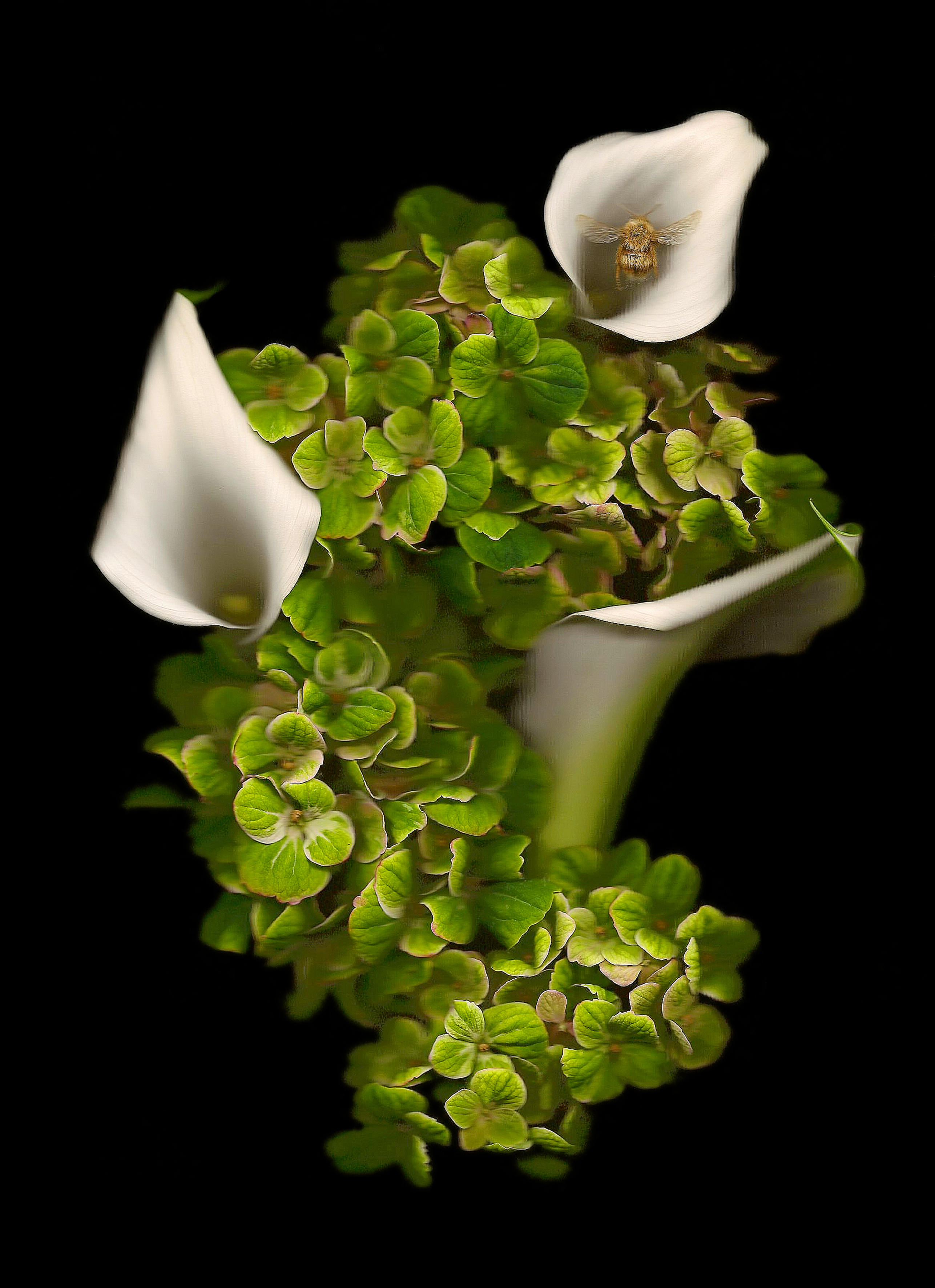 ANNET VAN DER VOORT (*1950) Vanitas, 2011 ANNET VAN DER VOORT (*1950) Vanitas, 2011