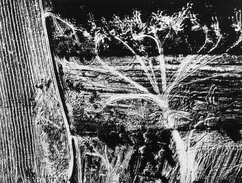 Landscape (from the series Presa di coscienza sulla natura), Mario Giacomelli (1925-2000)