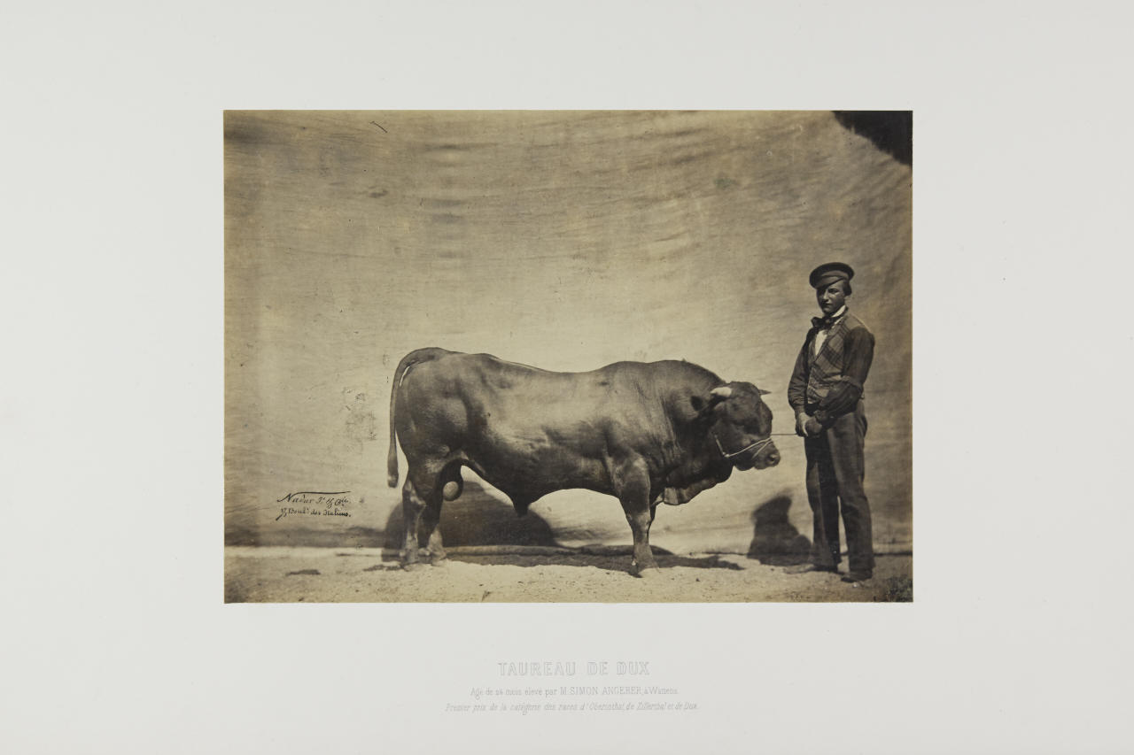 ADRIEN TOURNACHON - NADAR JEUNE (1825–1903) Agricultural exhibition, Paris 1856