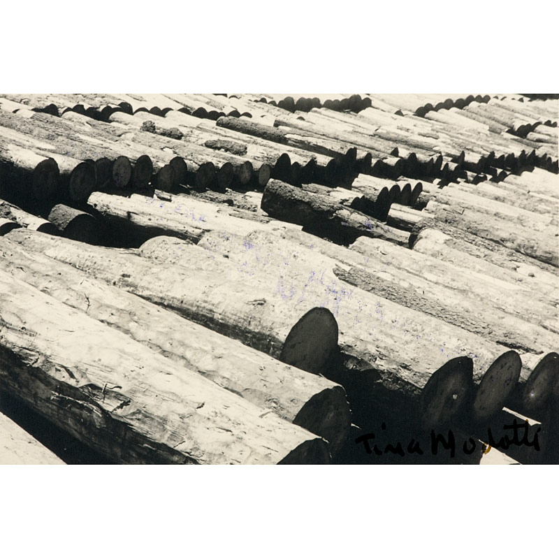 Tina Modotti (1896–1942) , Tree Trunks