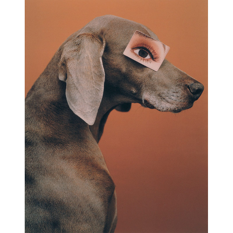 William Wegman (* 1943), ›Eyewear / Game‹