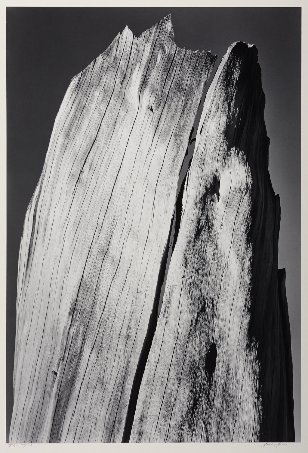 ANSEL ADAMS (1902–1984) ‘Portfolio V, #9, White Stump, Sierra Nevada, California’, c. 1936