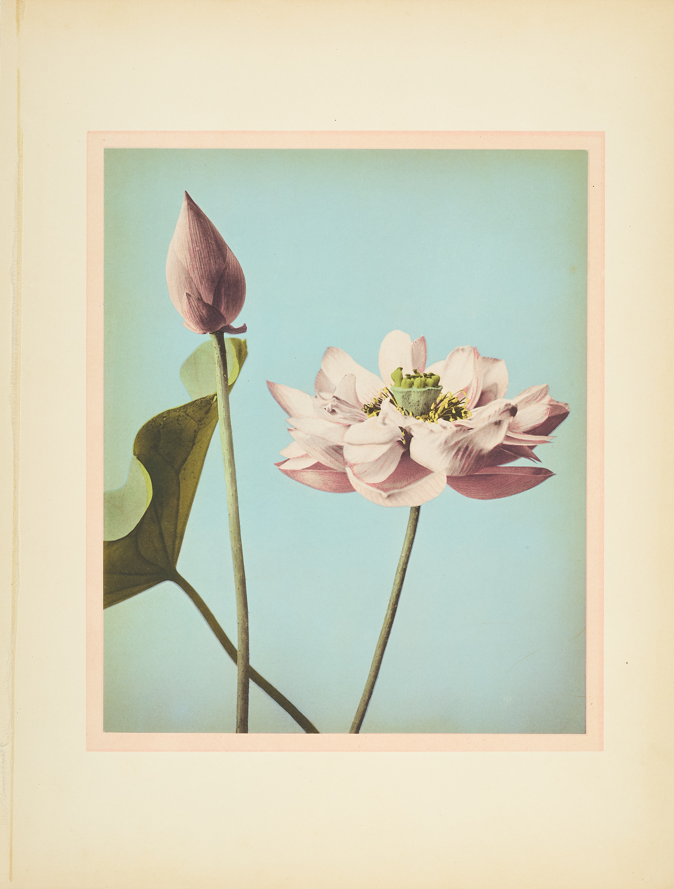 OGAWA KAZUMASA (1860-1929) - Multi-coloured collotype of a lotus blossom, Japan 1890s
