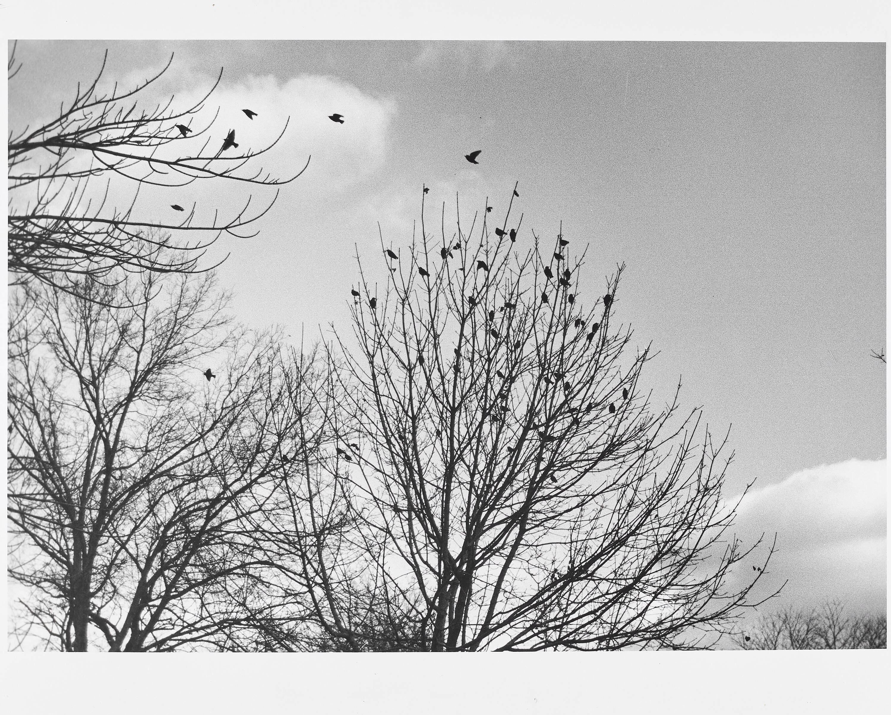 ANDRÉ KERTÉSZ (1894–1985) - Winter in Central Park, NYC 1978