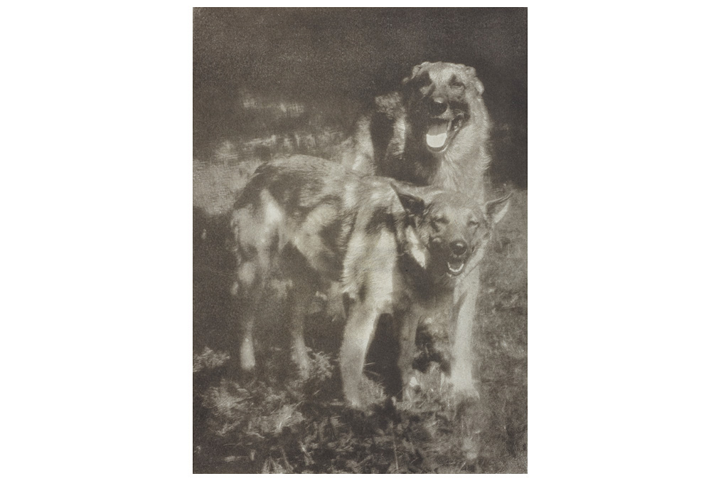 Heinrich Kühn, Poidl and Liddy  in sunlight