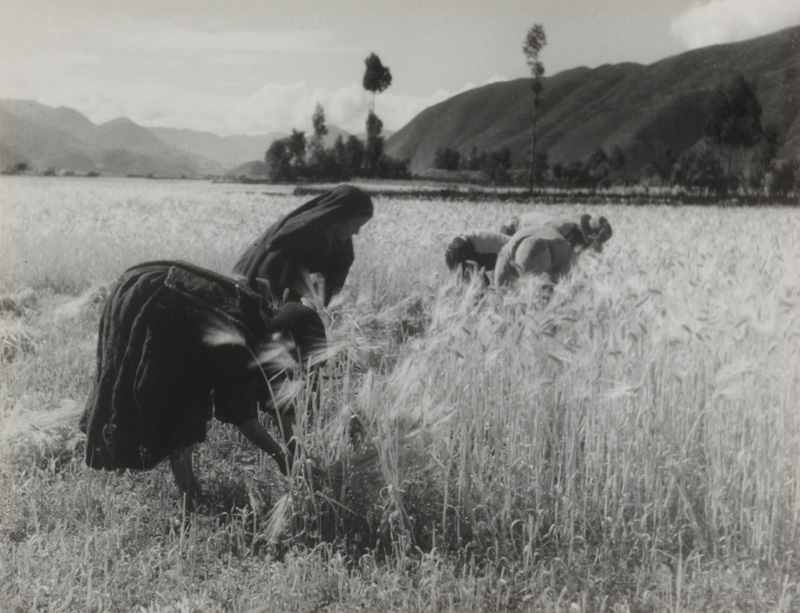 Harvest in Tinta near Cuzco, Pierre Verger (1902-1996)