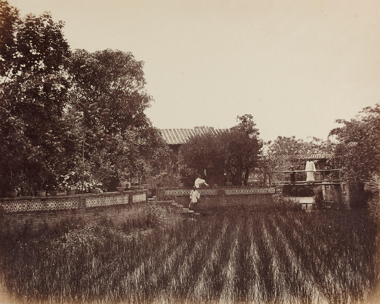 ANONYMOUS PHOTOGRAPHER Overlooking Rice Field, China 1870s