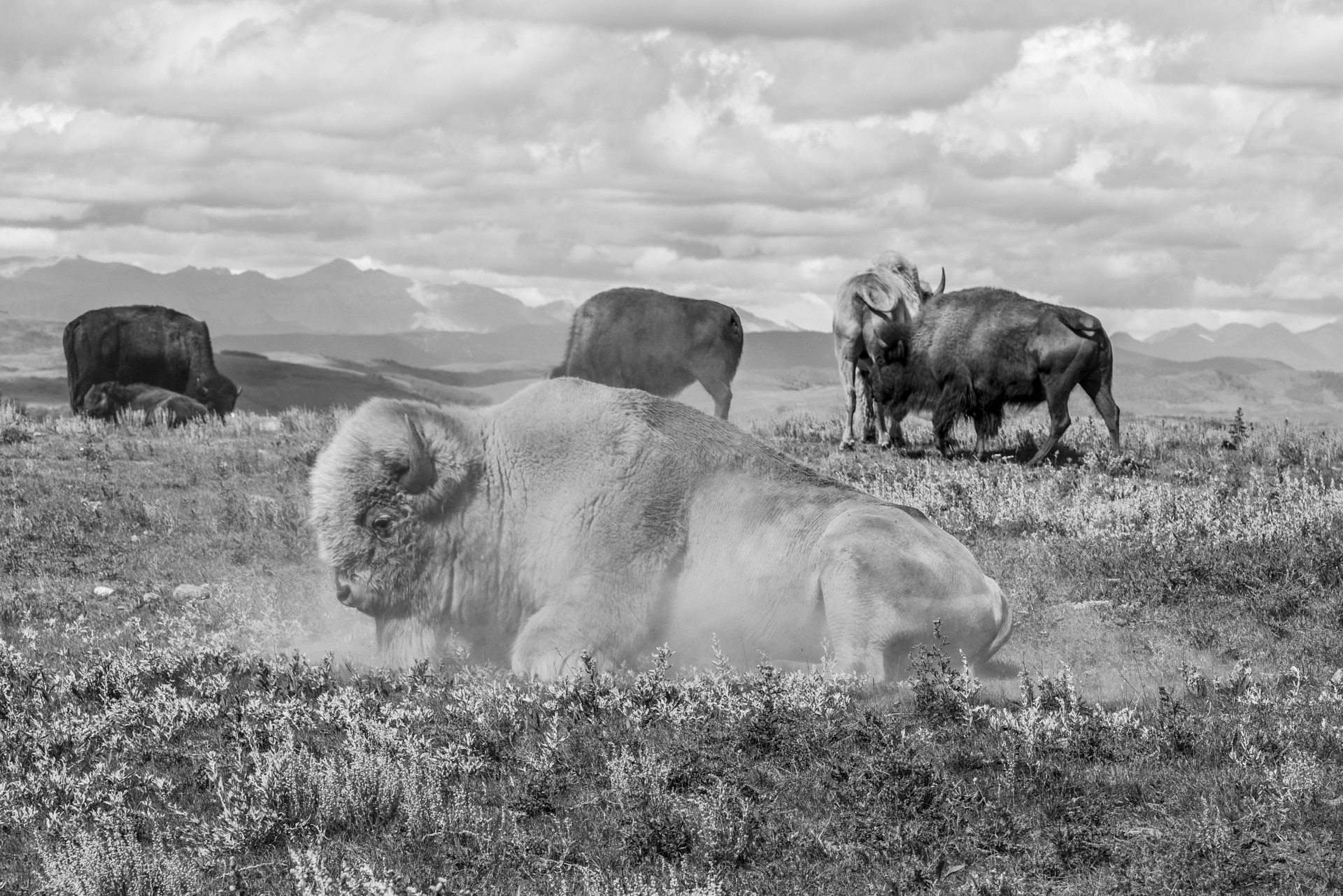 MANFRED BAUMANN (* 1968) American Bison I, Alberta 2022