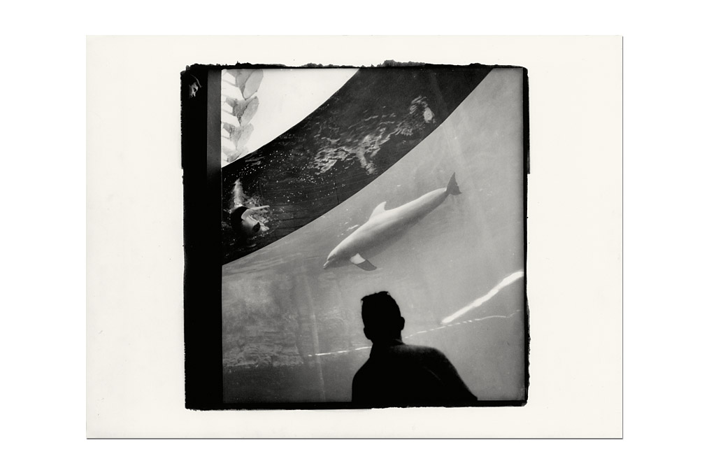 Paolo Woods (*1970), Delfin / Dolphin