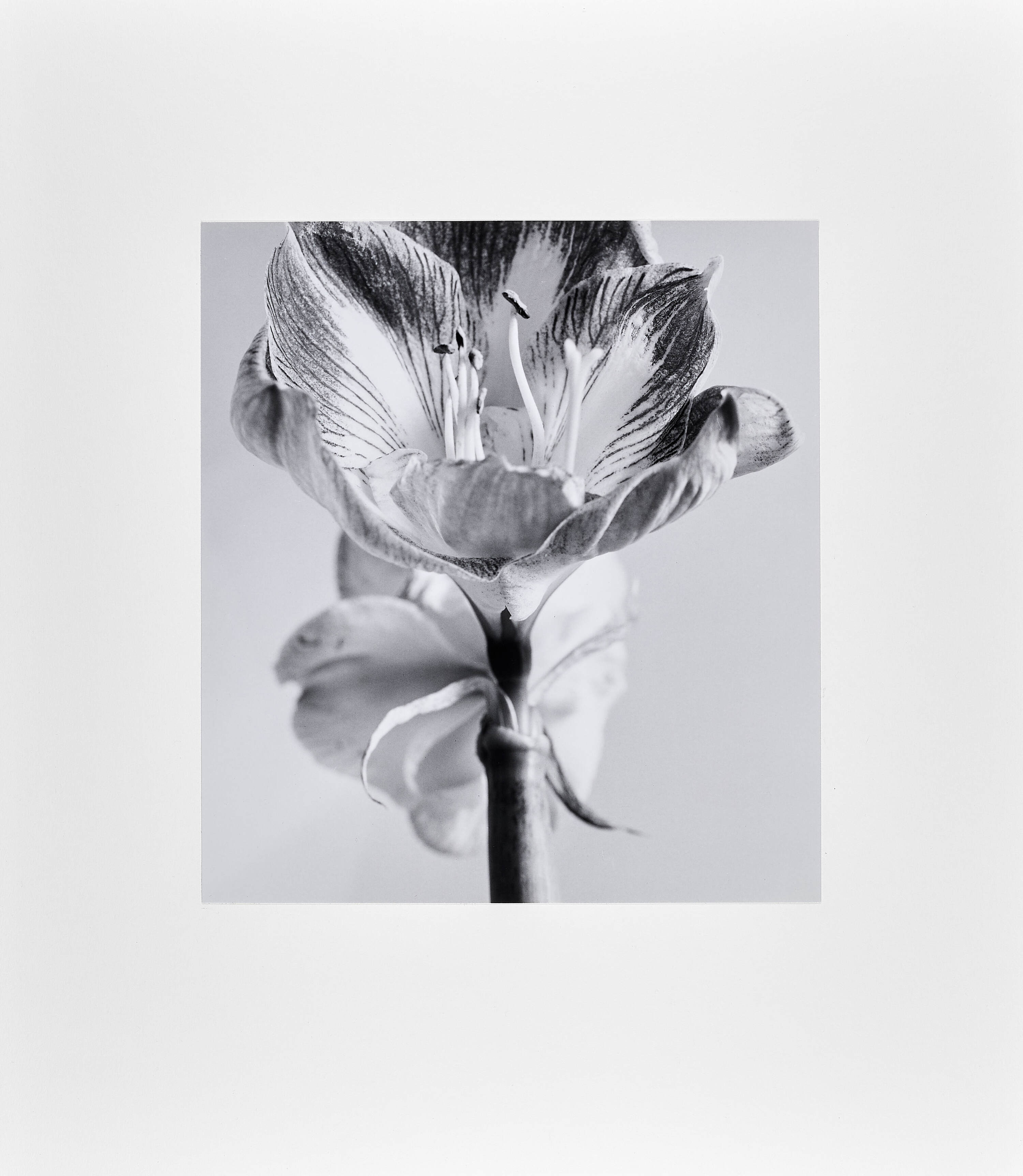 ELFRIEDE MEJCHAR (1924 - 2020) - Amaryllis XI,  Vienna 1985
