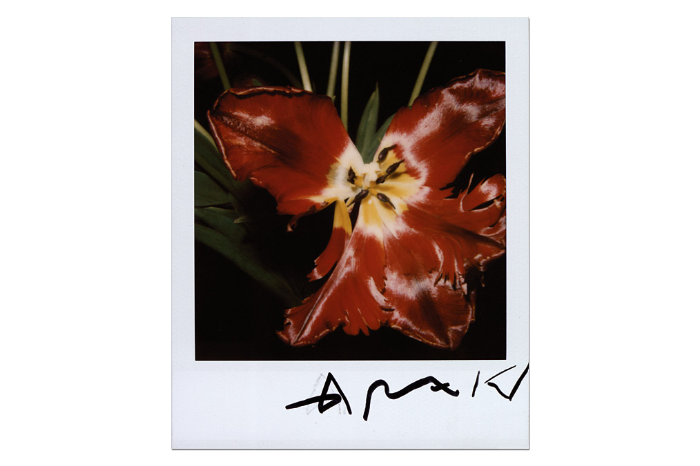 Nobuyoshi Araki (*1940), Blume / Flower