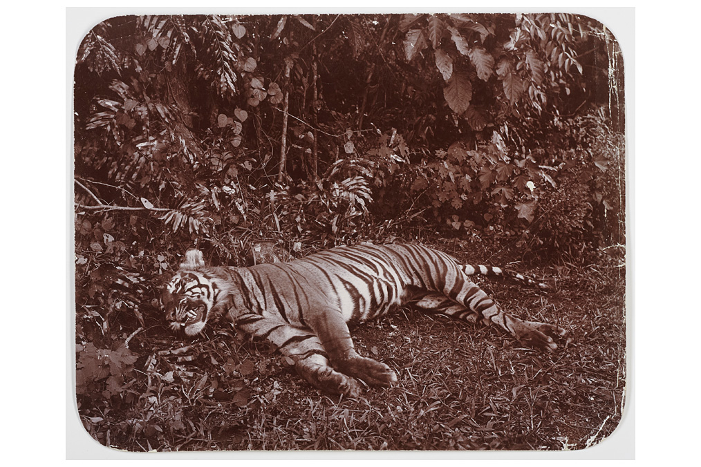 Anonymous Photographer, Indonesian Tiger