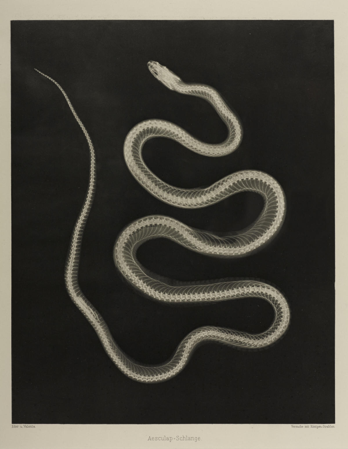 JOSEF MARIA EDER (1855–1944) / EDUARD VALENTA (1857–1937) ‘Versuche über Photographie mittelst der Röntgen'schen Strahlen’, Vienna 1896