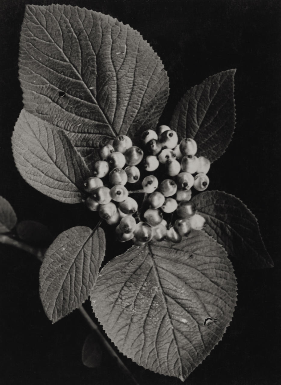 ALBERT RENGER-PATZSCH (1897–1966) Caprifoliaceae, 1930s