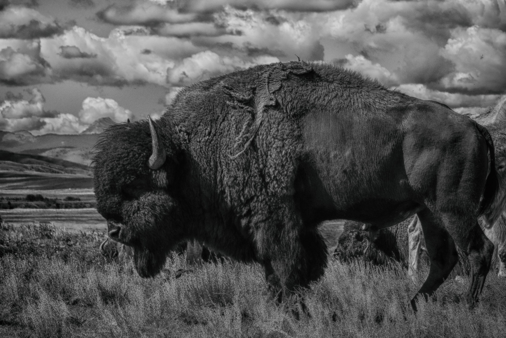 MANFRED BAUMANN (* 1968) The American Bison II, Alberta 2022​