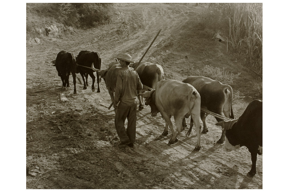 "Faena", Abelardo Rodriguez (1930 - 1991)