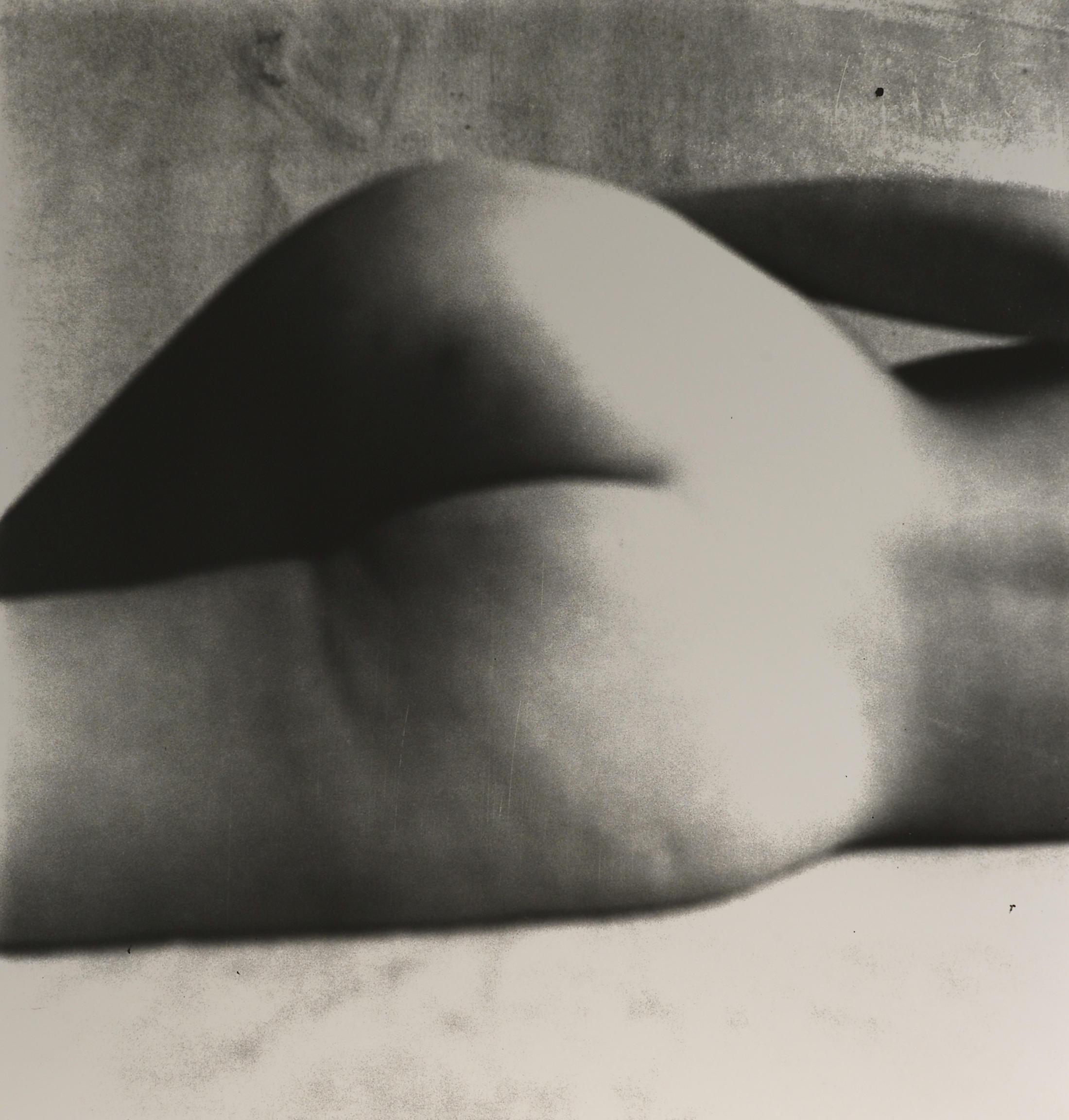 IRVING PENN (1917 - 2009), Nude #8, New York 1949 IRVING PENN (1917 - 2009), Nude #8, New York 1949