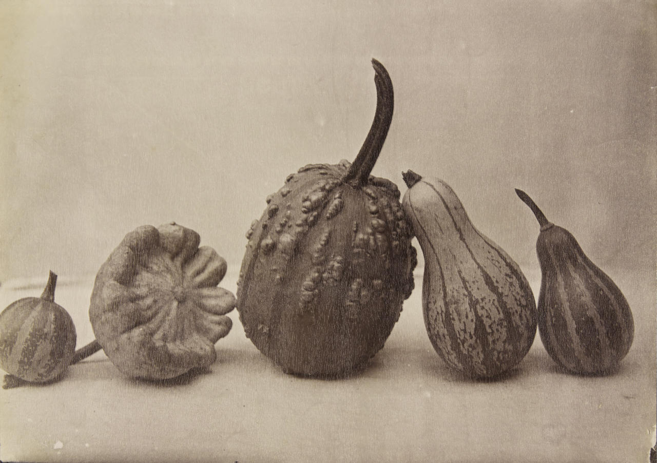 AUGUST KOTZSCH (1836–1910) Decorative pumpkins , 1879 