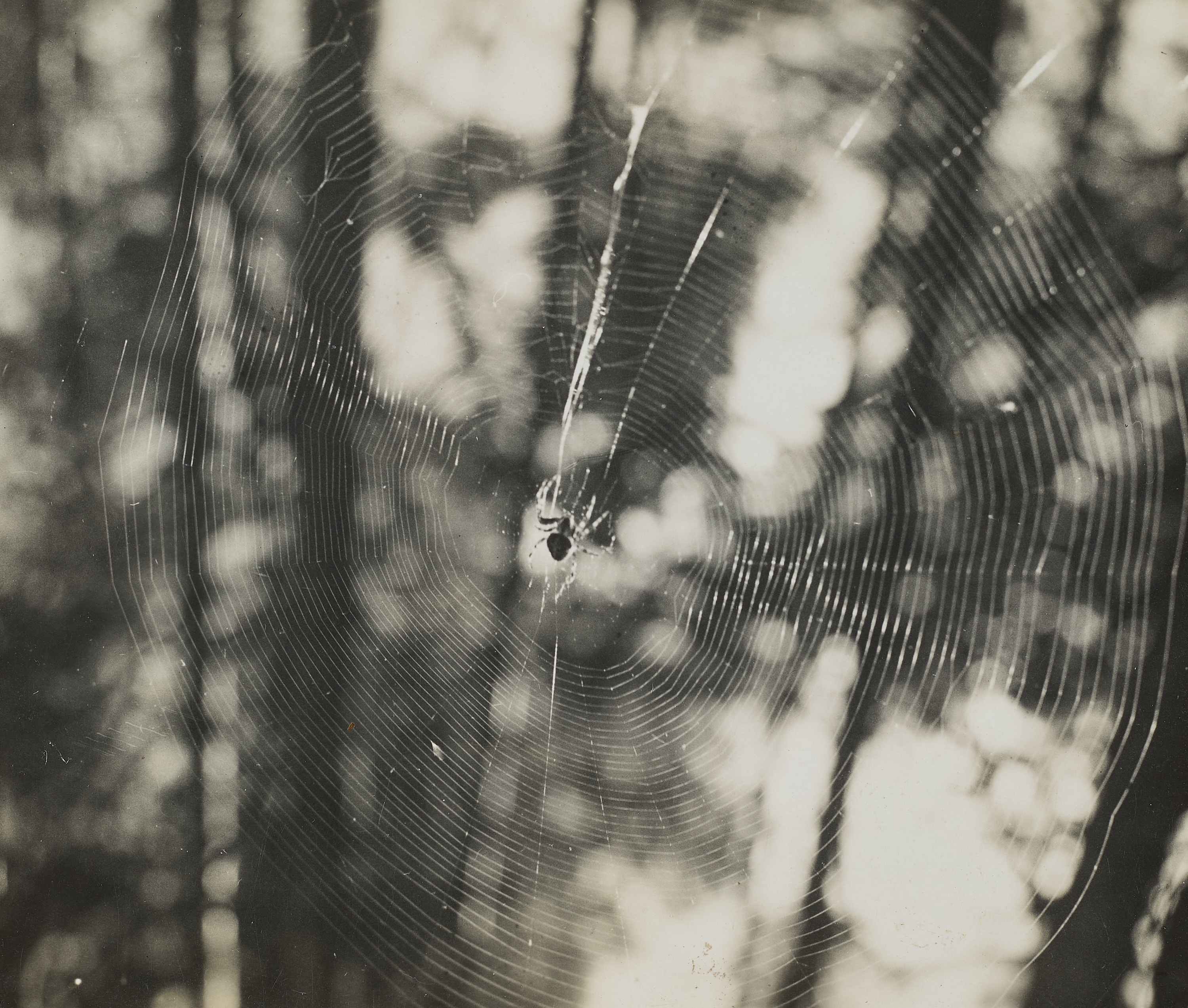RAOUL HAUSMANN (1886–1971) - Untitled (Spider web), Limoges, France c.1930s