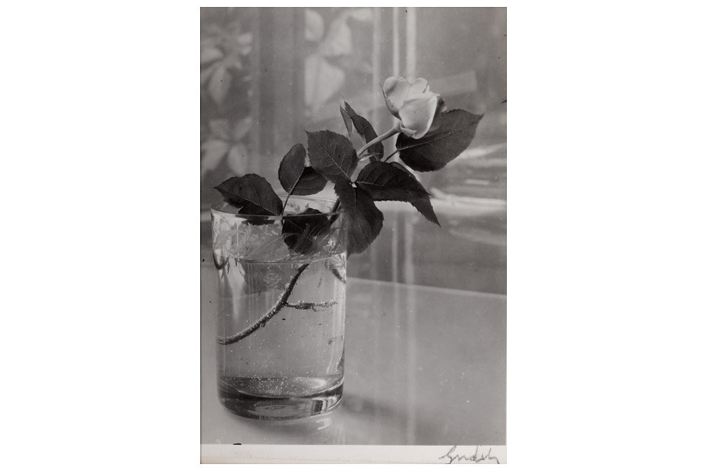 Rose in glass vase, Josef Sudek (1896 - 1976)