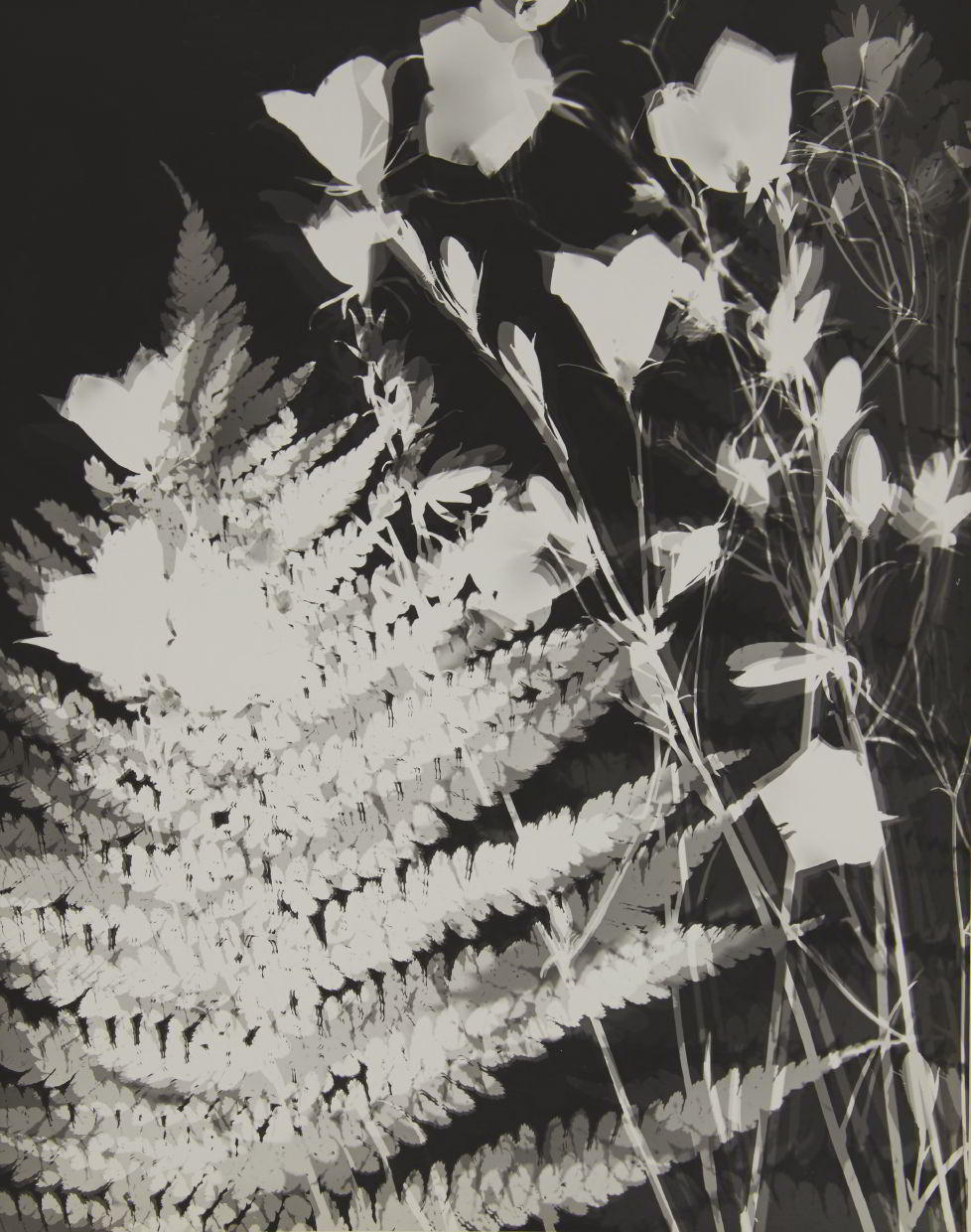VARVARA RODCHENKO (* 1925) ‘Bellflowers’, Moscow 1978 VARVARA RODCHENKO (* 1925) ‘Bellflowers’, Moscow 1978