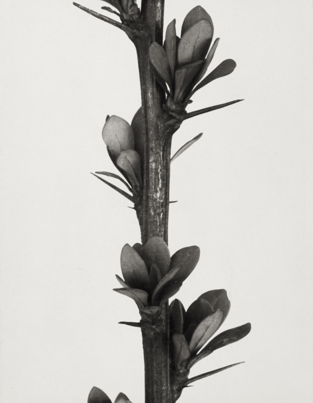 ALBERT RENGER-PATZSCH (1897–1966) Berberis Thunbergii (Pipperidge), 1930s