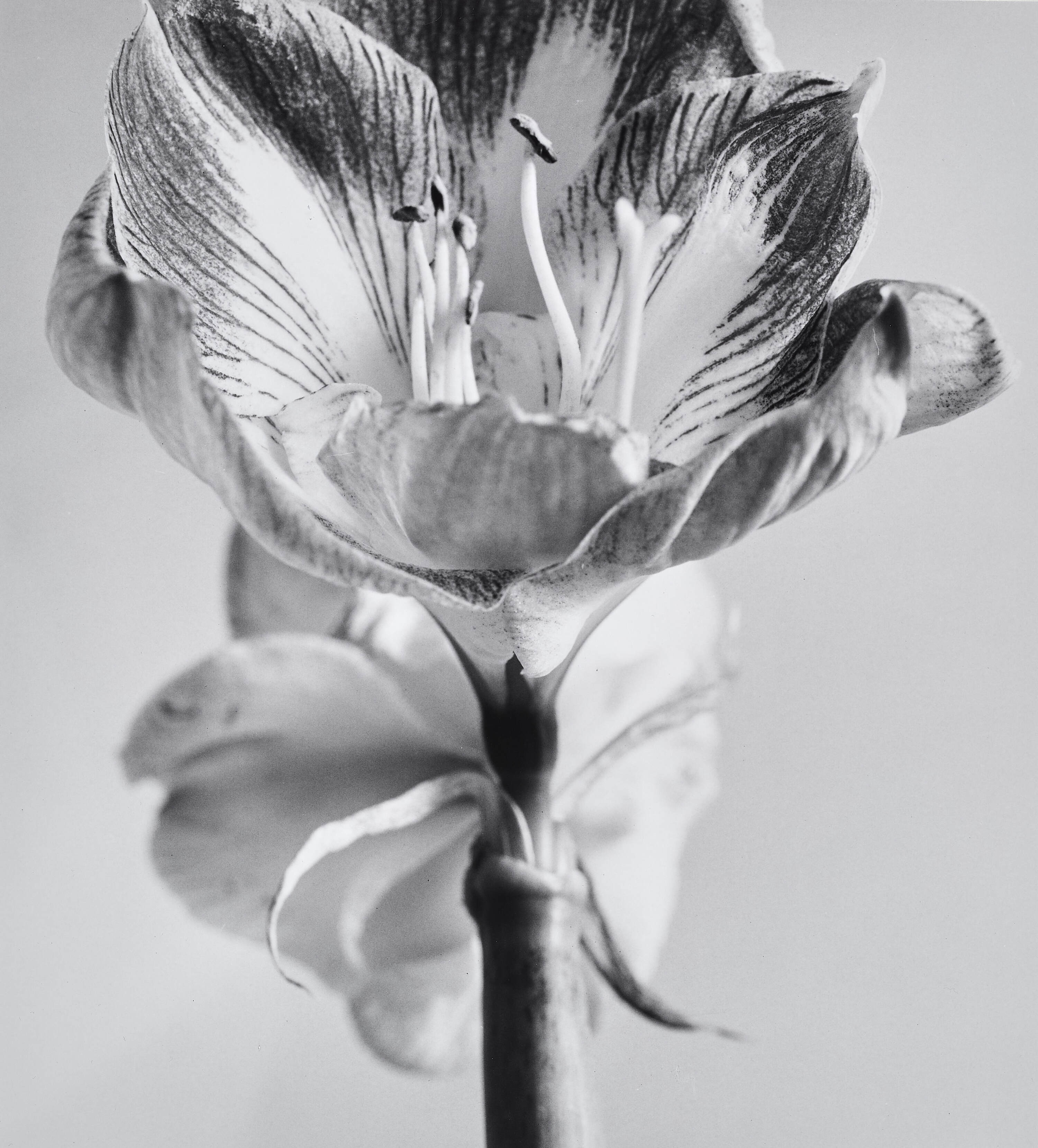 ELFRIEDE MEJCHAR (1924 - 2020) - Amaryllis XI,  Vienna 1985