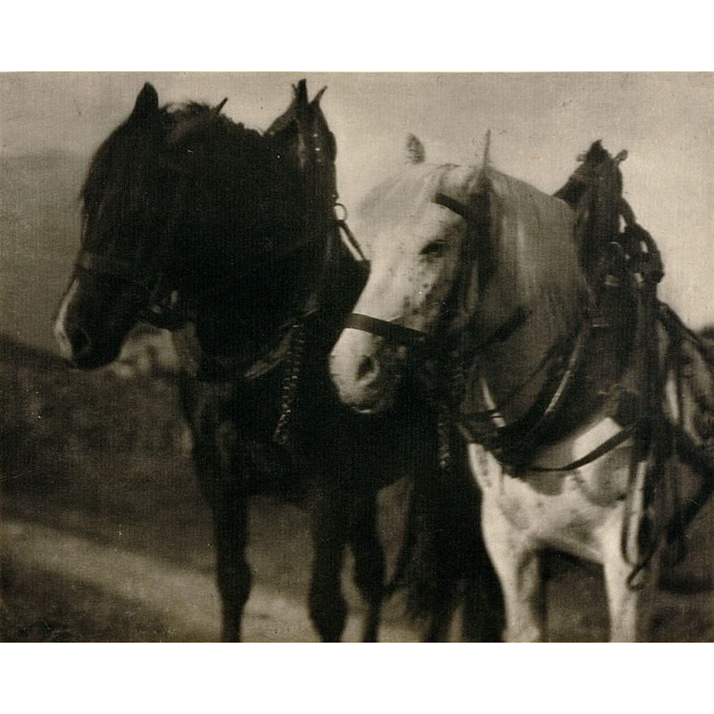 Alfred Stieglitz (1864–1946) , ›Horses‹