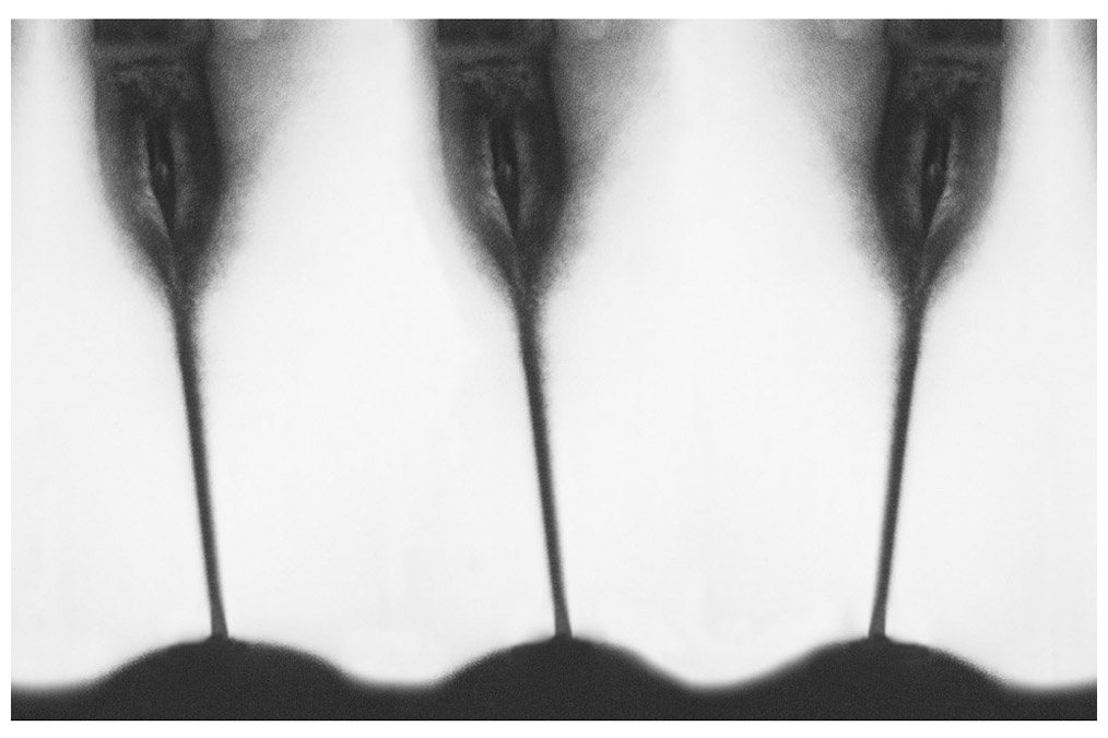 "Tulipani II" (from the series "Flow:Eros"), Natascha Auenhammer (* 1964)