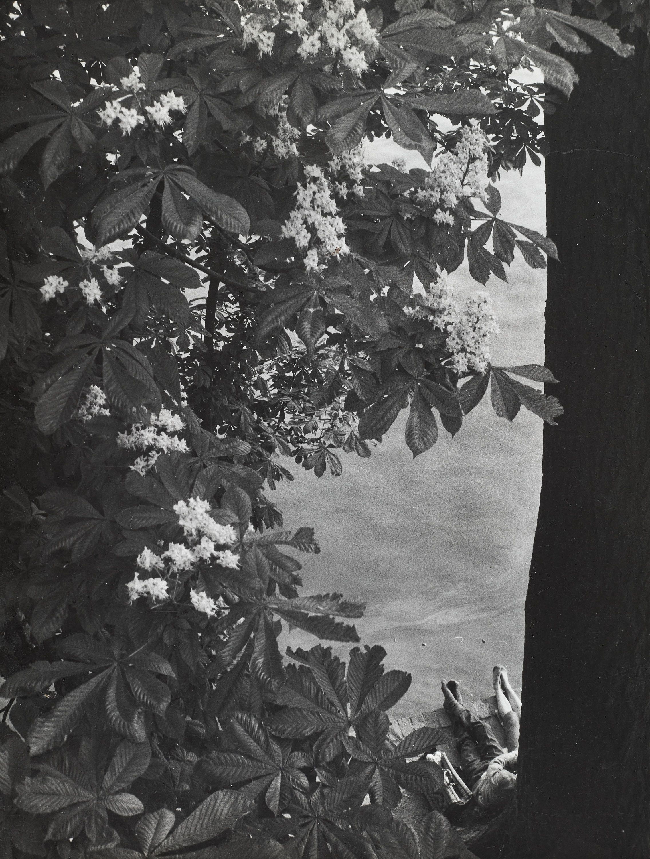 WILLY RONIS (1910–2009) - La Seine au Printemps, France c. 1960