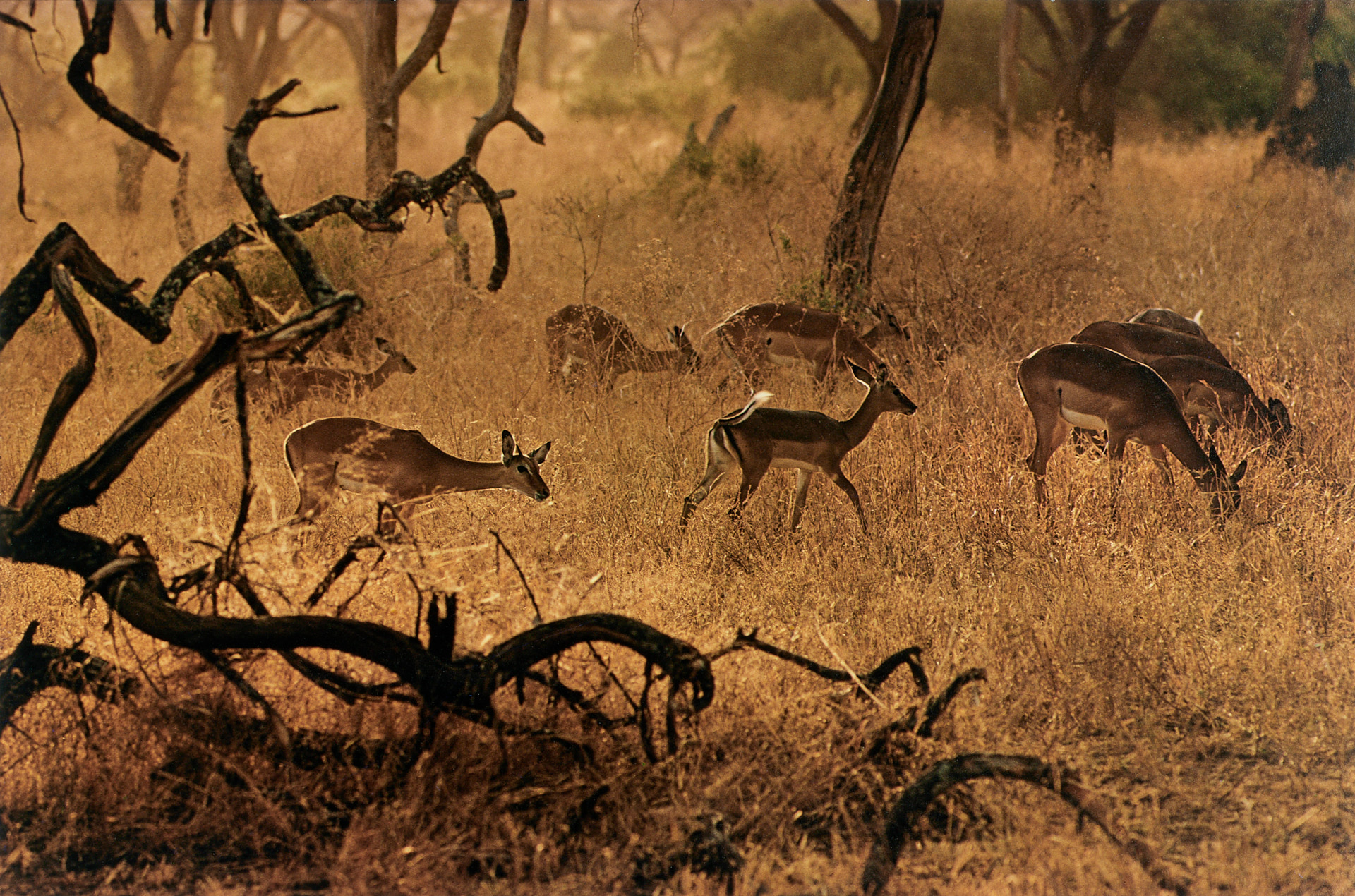 ERNST HAAS (1921–1986) - Nairobi, Kenya 1970