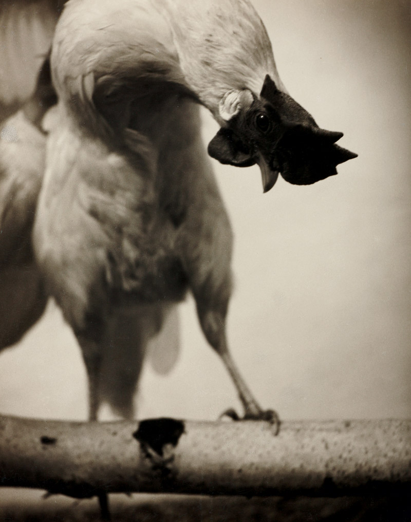 Rudolf Koppitz (1884–1936), Rooster