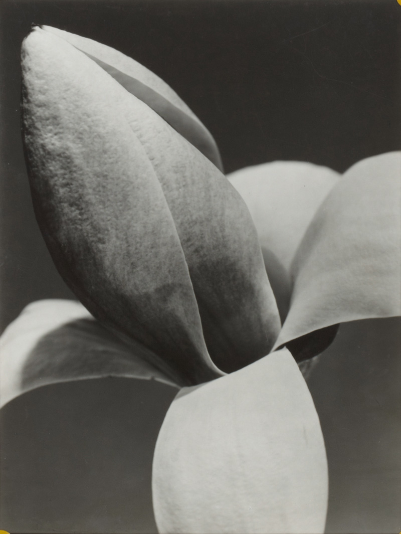 Magnolienknospe, Paul Wolff (1887-1951)
