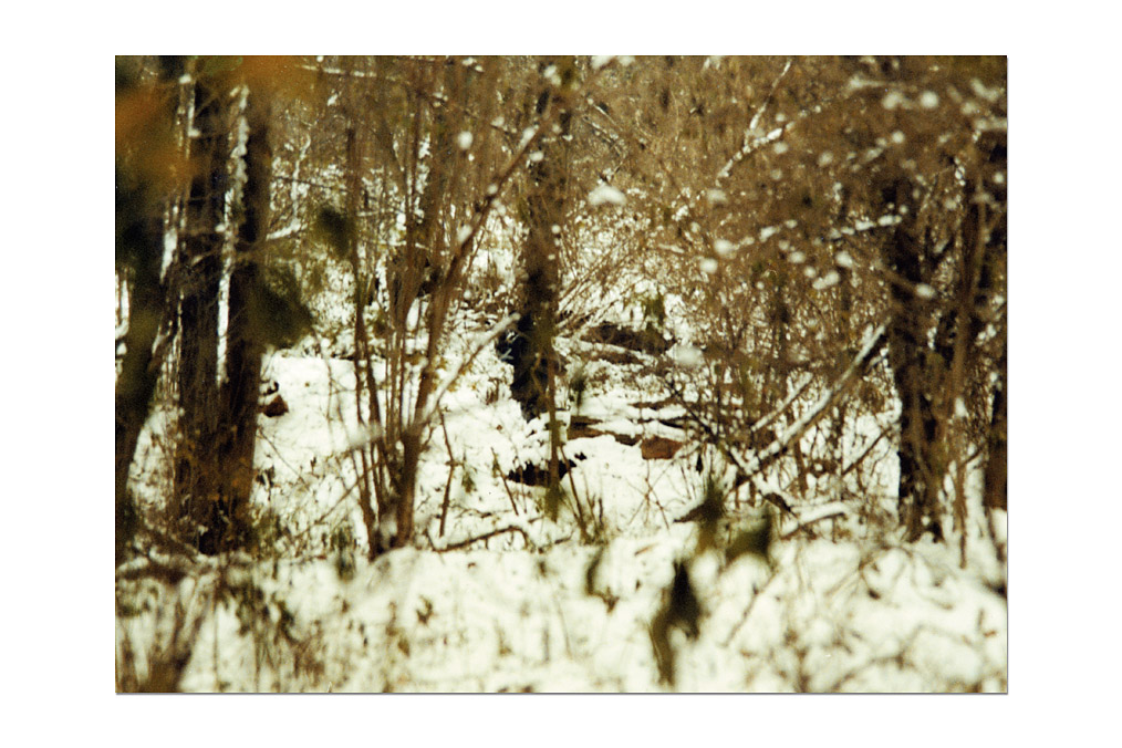 Tatiana Lecomte (*1971), "Promenons-nous ... 2"