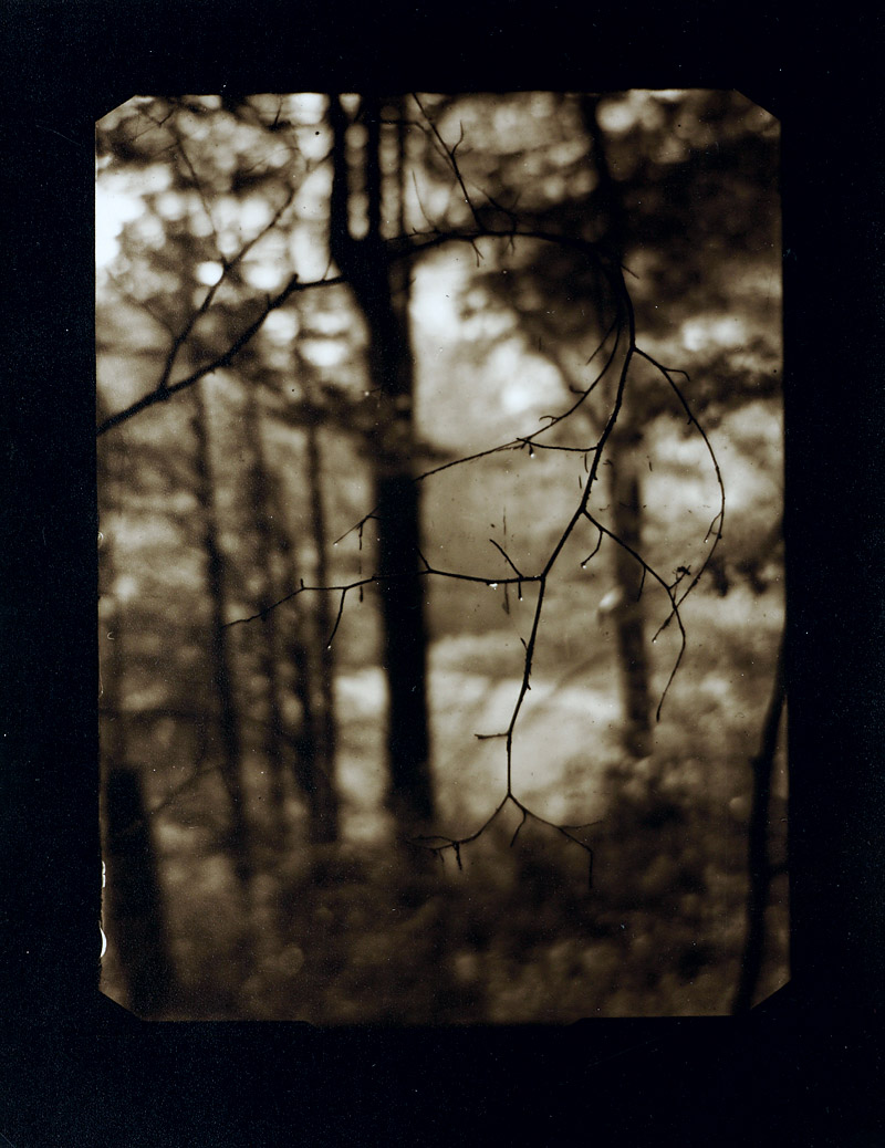 Josef Sudek (1896–1976), Woodland