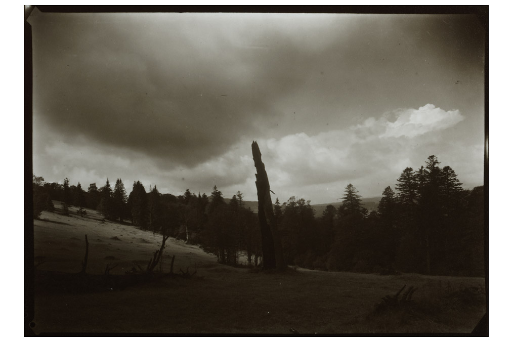 Tree sculpture, Josef Sudek (1896 - 1976)