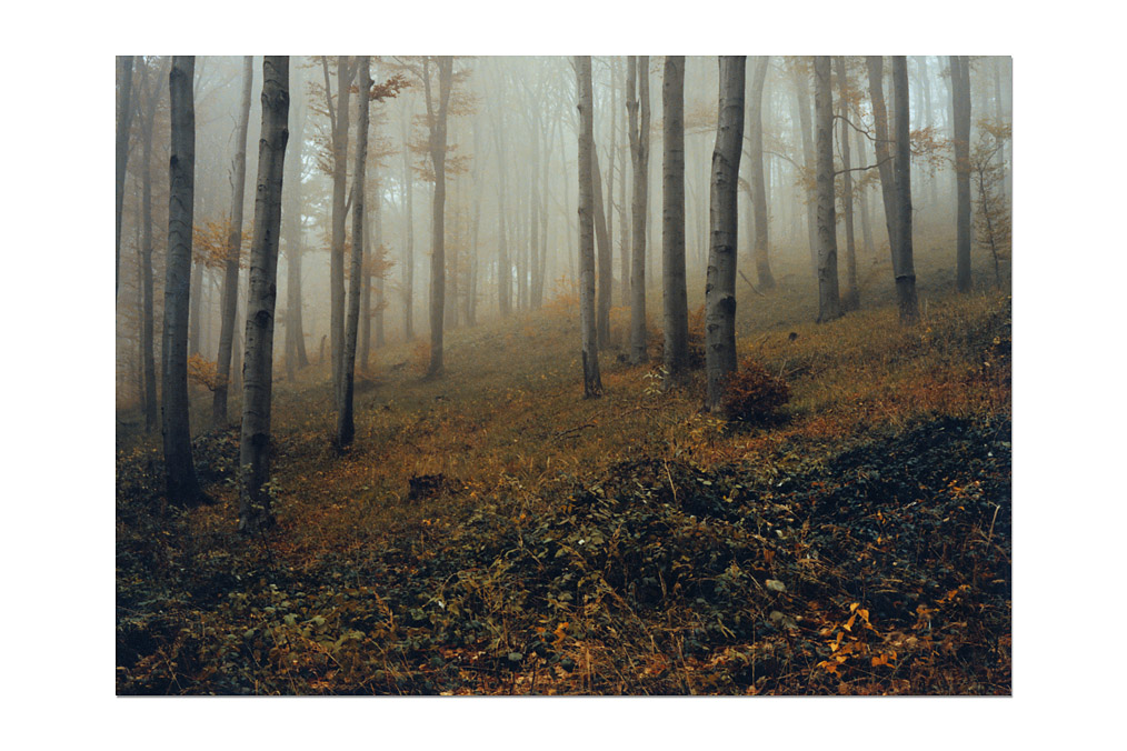 Tatiana Lecomte (*1971), "Wald 4b"