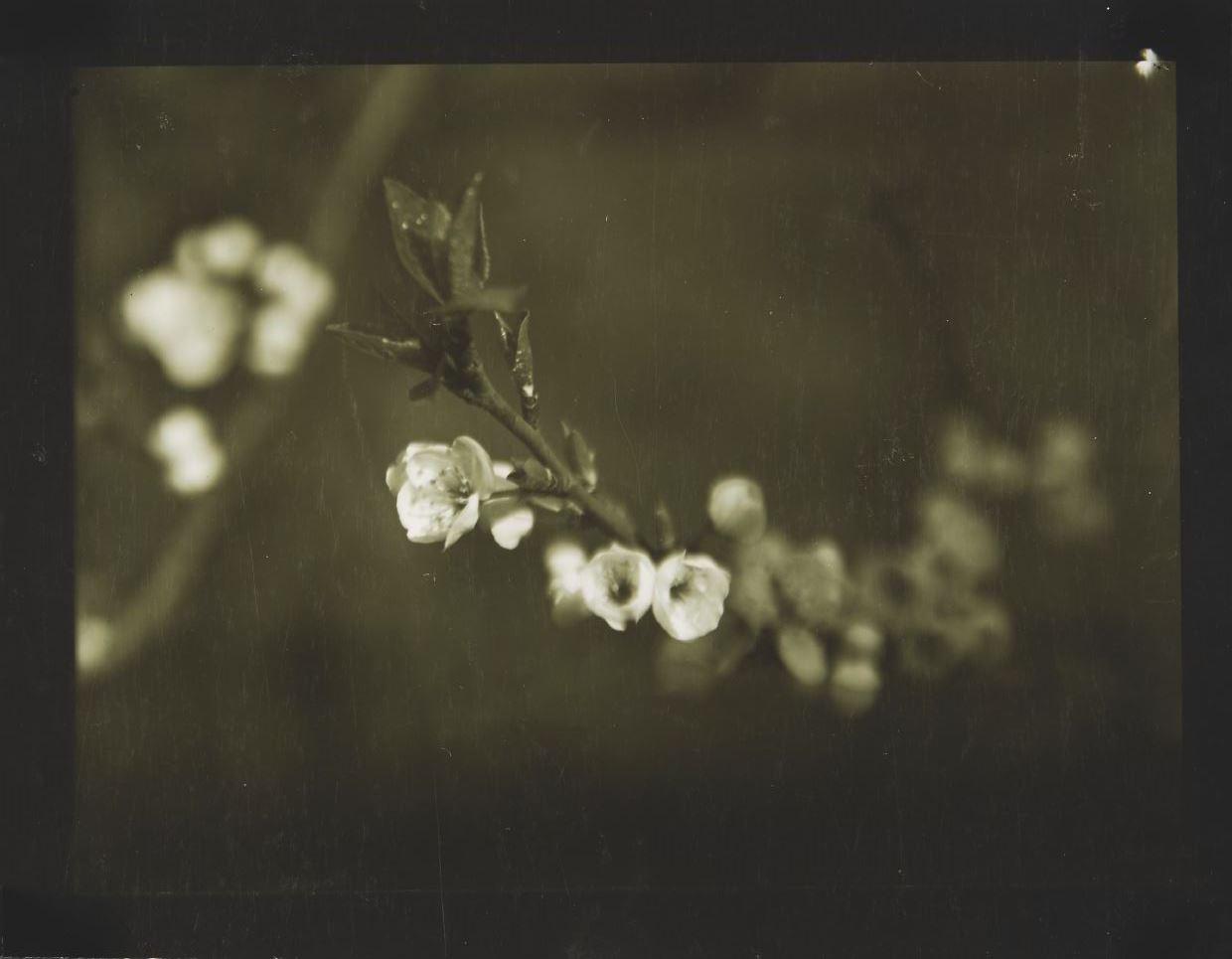 JOSEF SUDEK (1896–1976) Frühlingsknospen / Spring Blossoms, Prague 1960 JOSEF SUDEK (1896–1976) Frühlingsknospen / Spring Blossoms, Prague 1960