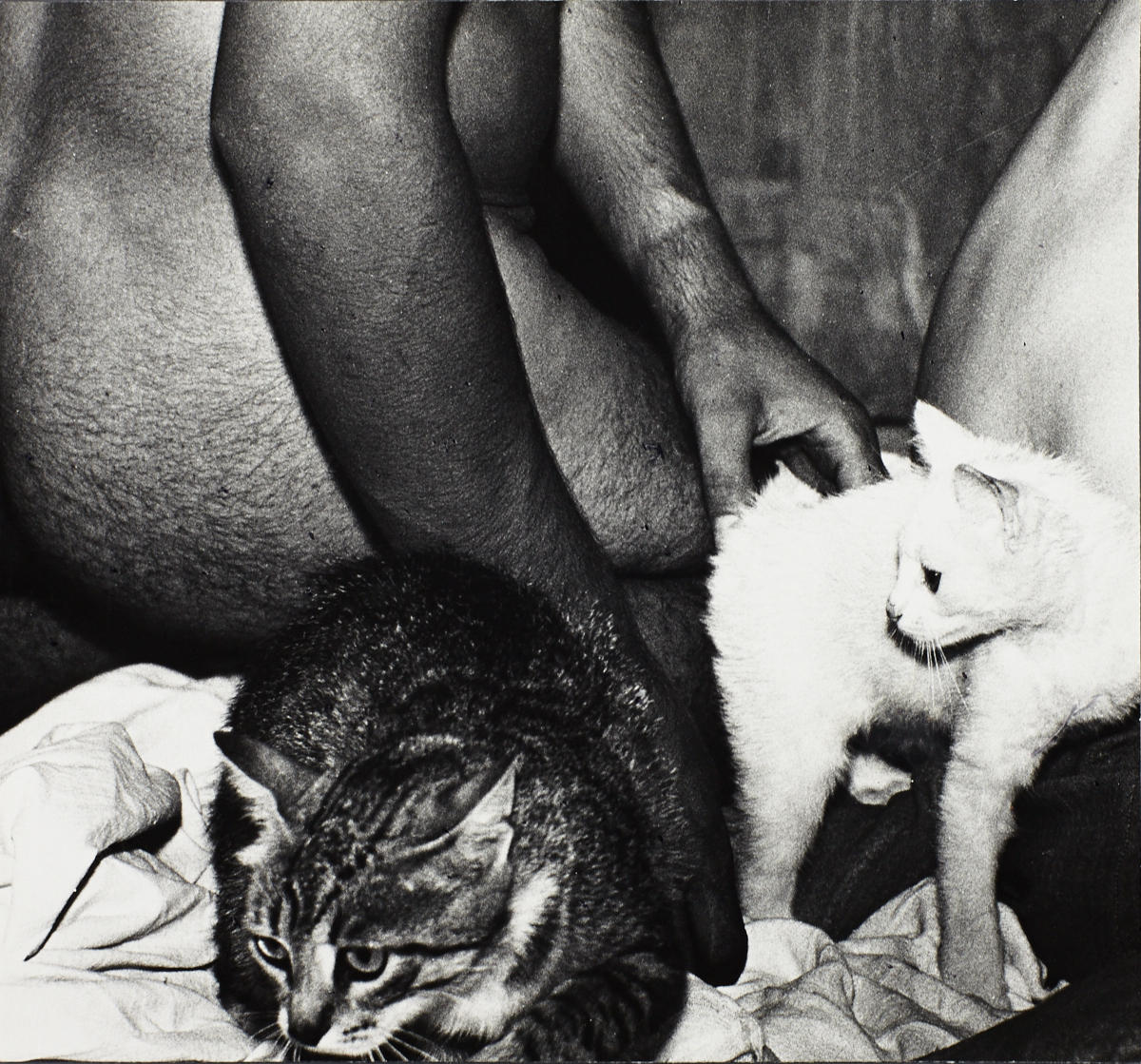 MARIO GIACOMELLI (1925–2000) ‘Nudi con gatti’, 1970s