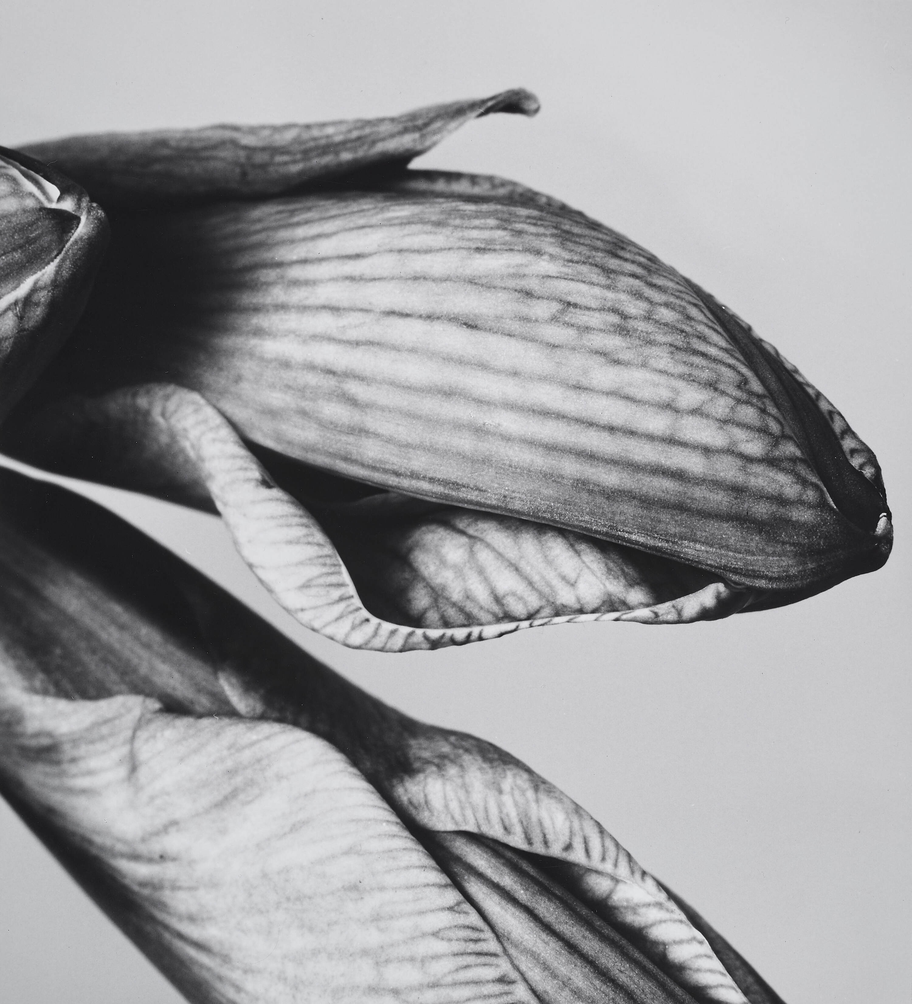 ELFRIEDE MEJCHAR (1924 - 2020) - Amaryllis VII,  Vienna 1985