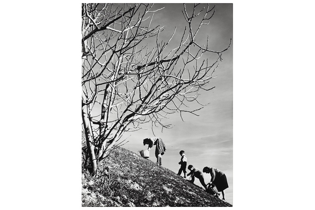 "Ultimo Raccolto", Stanislao Farri (* 1924)