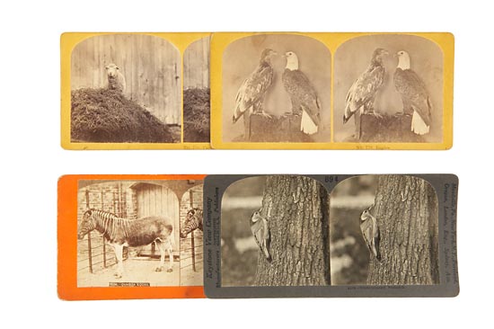 Approx. 90 Stereographs of Animals