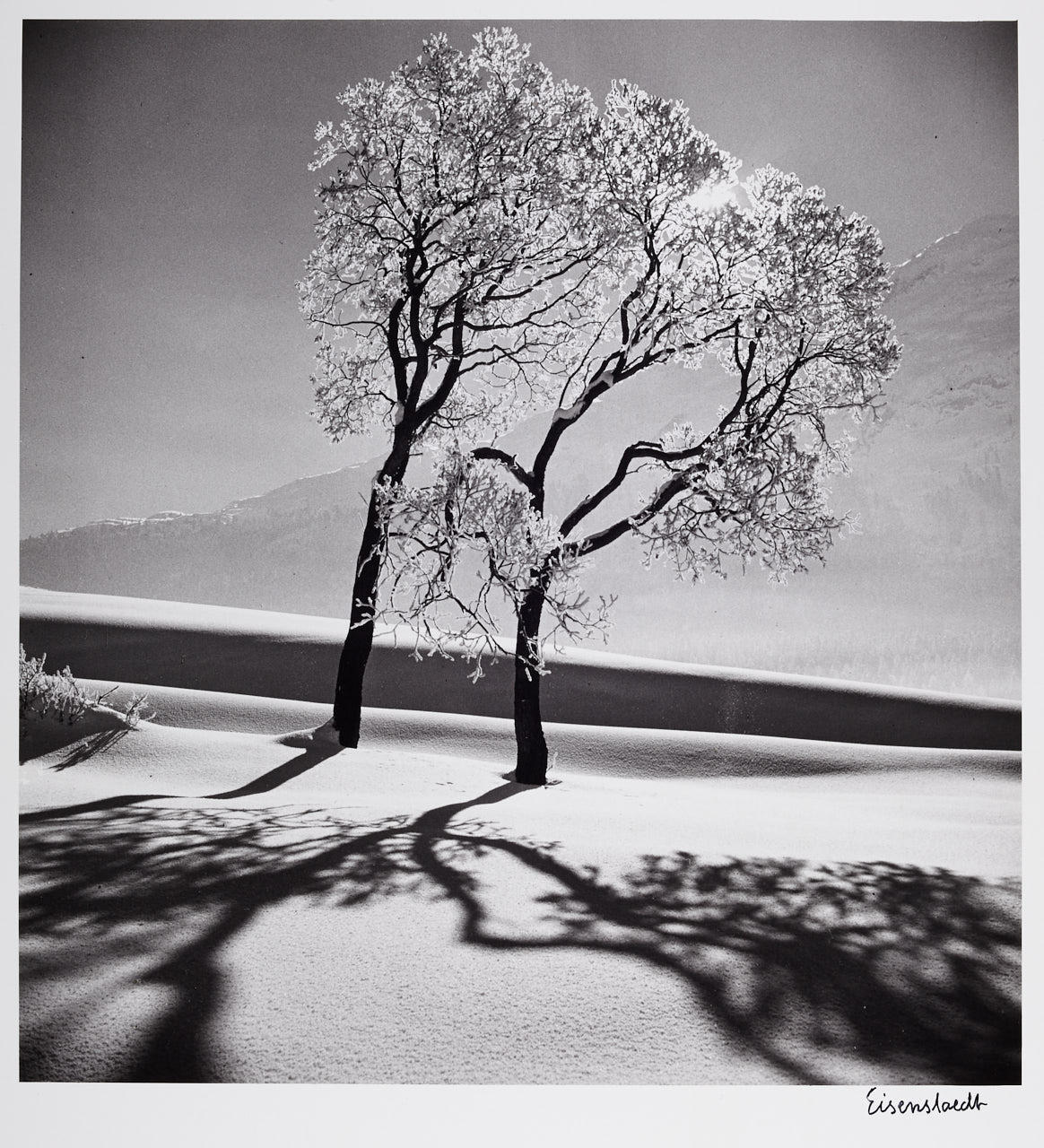 ALFRED EISENSTAEDT (1898–1995) Two ice covered trees, near Saint-Mortiz, Switzerland 1947